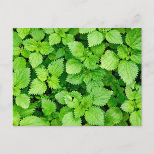 Carte Postale filet commun