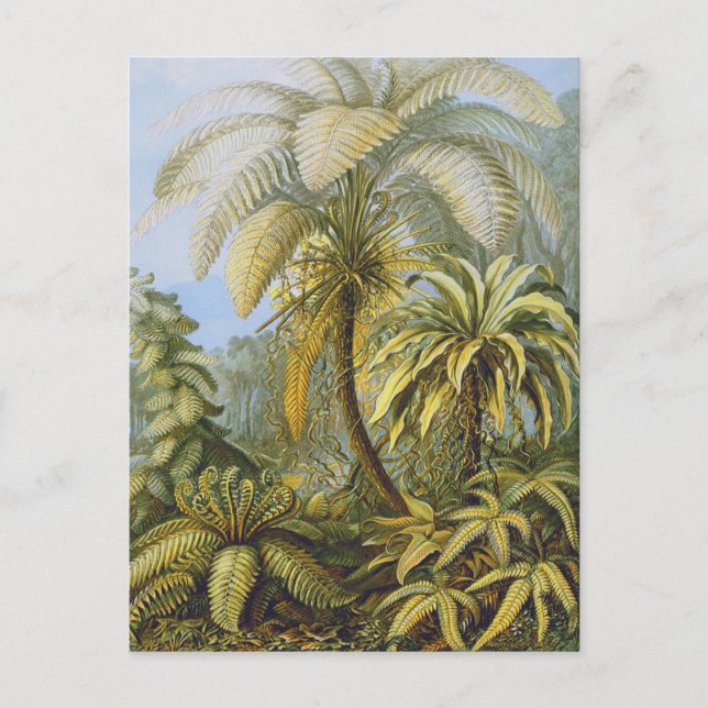 Carte Postale Filicinae (Ferns), Ernst Haeckel Art (Devant)