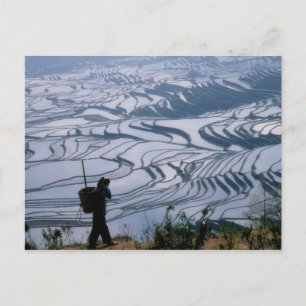 Carte Postale Fille hani portant un panier avec terrasse de riz,