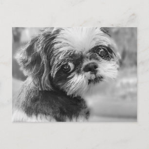 Carte postale Fille Shih Tzu Noir et Blanc