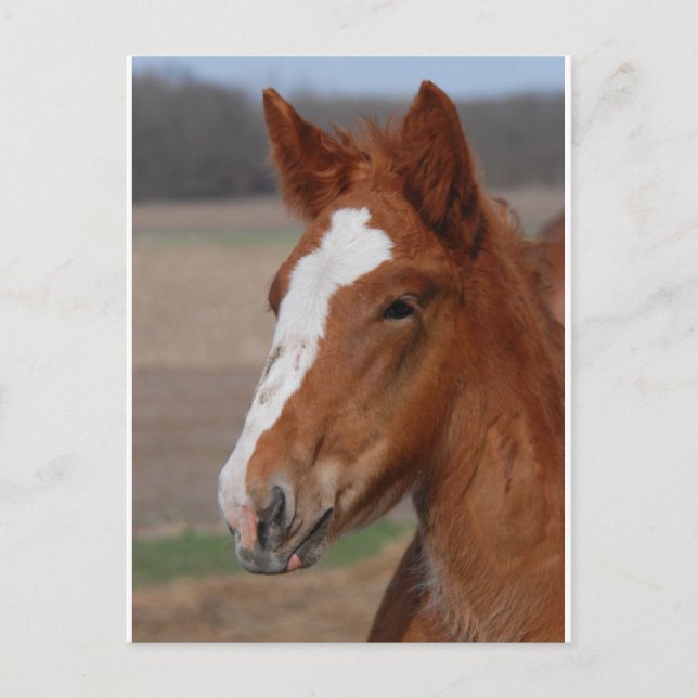 Carte Postale Filly belge (Devant)