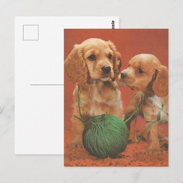 Carte Postale Fils et affection, Cocker Spaniels en jeu (Devant / Derrière)