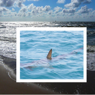 Carte Postale Fin de requin hors de l'eau