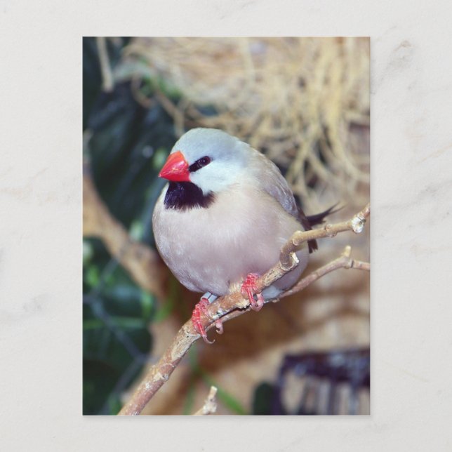 Carte Postale Finch à queue arrière (Devant)