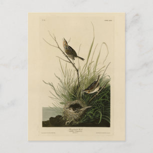 Carte Postale Finch à queue fine d'Audubon's Birds of America