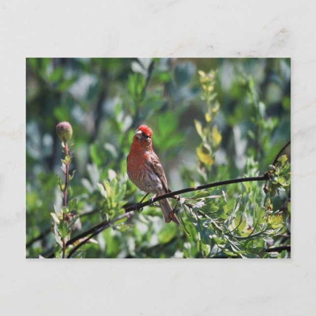 Carte Postale Finch Maison (Devant)