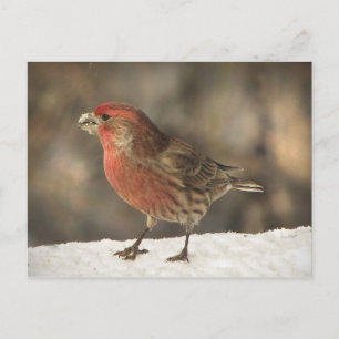 Carte Postale Finch Maison