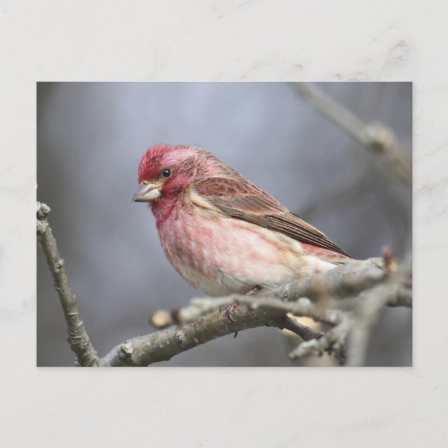 Carte Postale Finch pourpre (Devant)