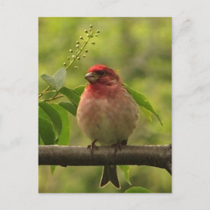 Carte Postale Finch pourpre