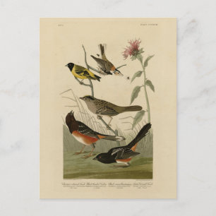 Carte Postale Finch, Towhee, Sparrow, Audubon's Birds of America