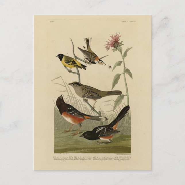 Carte Postale Finch, Towhee, Sparrow, Audubon's Birds of America (Devant)