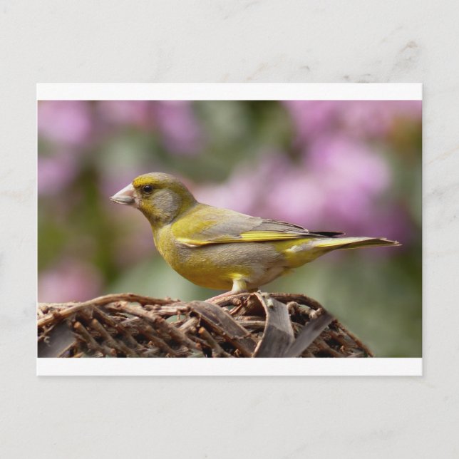 Carte Postale Finch vert (Devant)