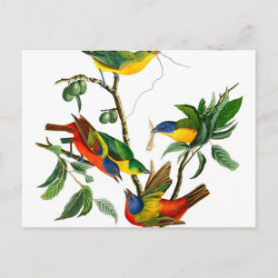 Carte Postale Finche peinte par John James Audubon