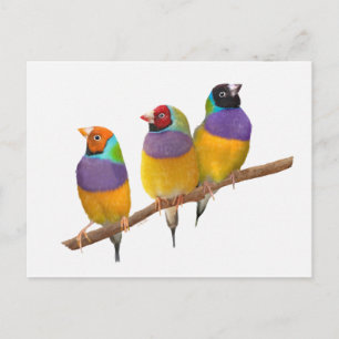 Carte Postale Finches gouldiennes colorées dans les Pastels