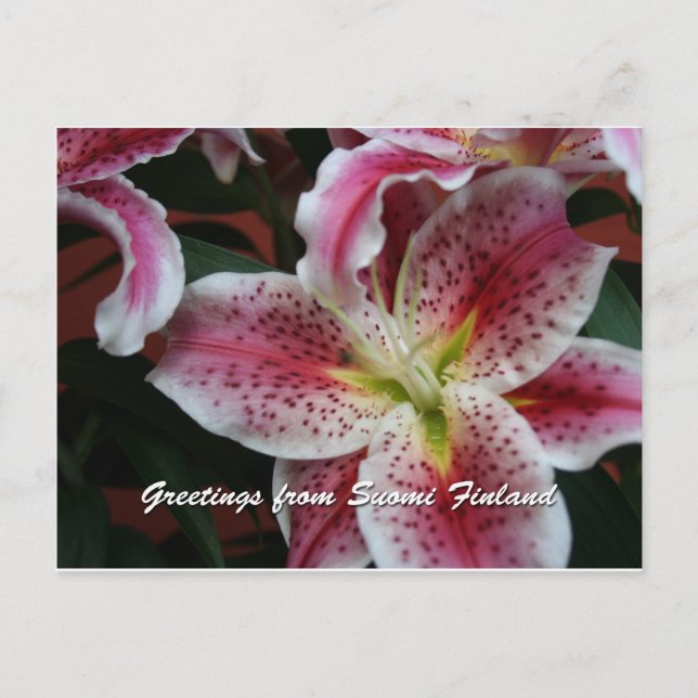 Carte Postale Finlande en Fleurs, 7ème dans une série (Devant)