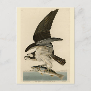 Carte Postale Fish Hawk, Osprey, d'Audubon's Birds of America