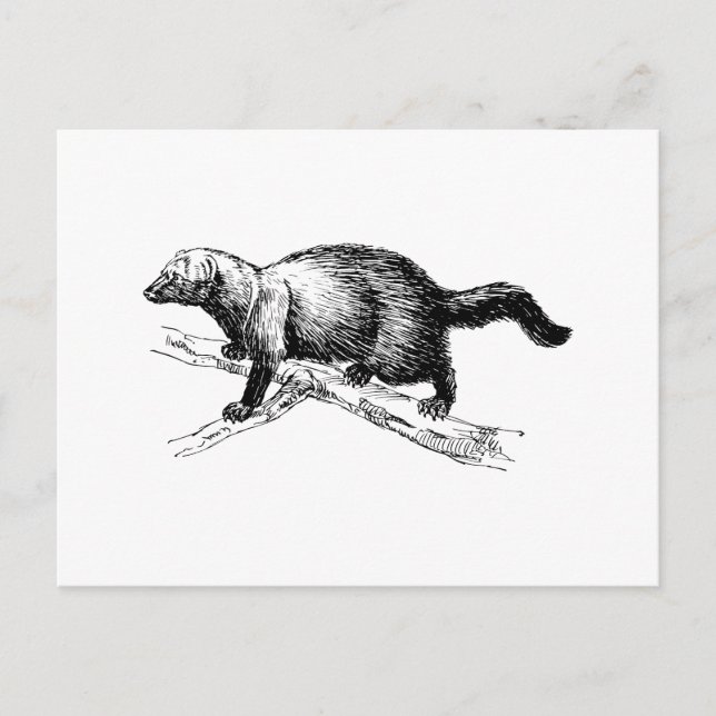 Carte Postale Fisher (Devant)