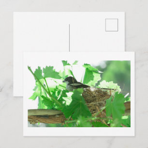 Carte Postale Fiskaal Laksman Fiscal Shrike Bird Nest