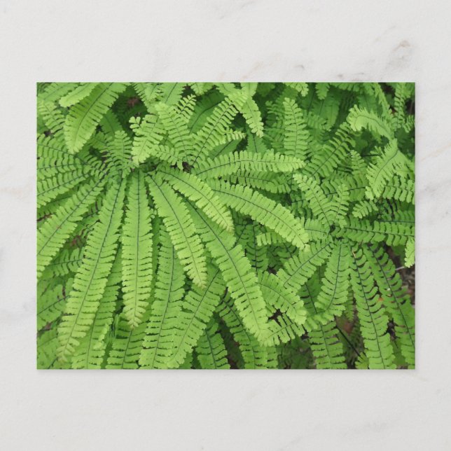 Carte Postale Five Finger Maidenhair Fern (Devant)