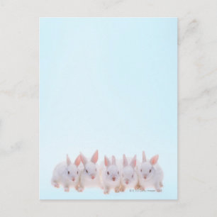 Carte Postale Five Rabbits