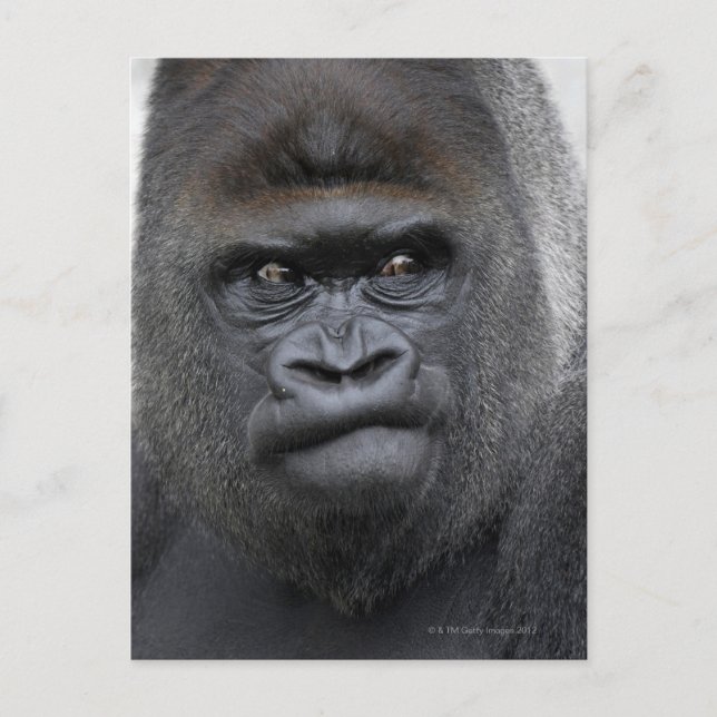Carte Postale Flachlandgorilla, Gorilla (Devant)