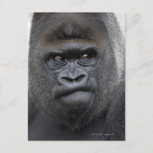 Carte Postale Flachlandgorilla, Gorilla