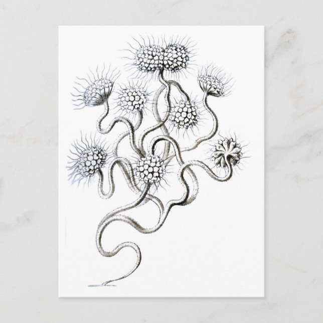 Carte Postale Flagellata, Ernst Haeckel Fine Art (Devant)