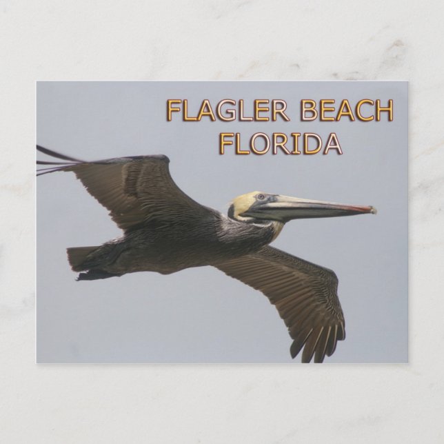 Carte postale Flagler Beach Pelican (Devant)
