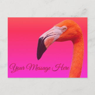 Carte Postale Flamant