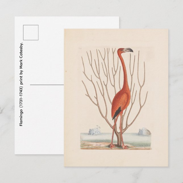 Carte Postale Flamant (1731-1743) impression par Mark Catesby (Devant / Derrière)