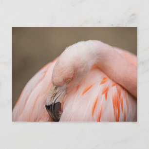 Carte Postale Flamant au repos