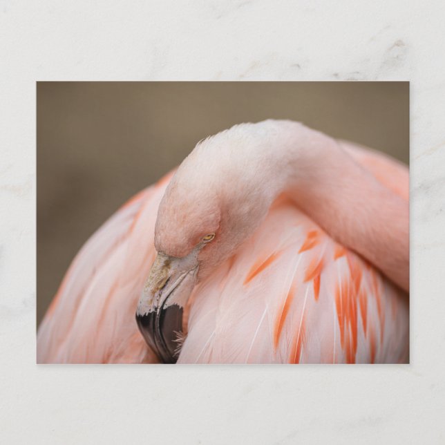Carte Postale Flamant au repos (Devant)