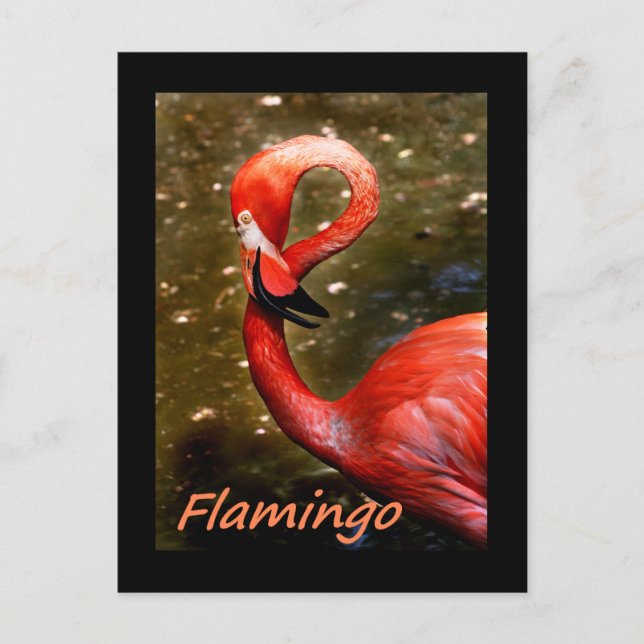 Carte Postale Flamant avec un texte rose "flamant" (Devant)