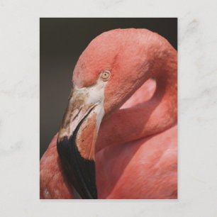Carte Postale Flamant du Chili, Phoenicopterus chilensis