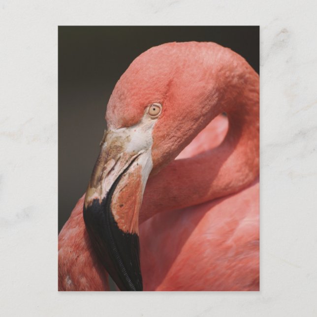 Carte Postale Flamant du Chili, Phoenicopterus chilensis (Devant)