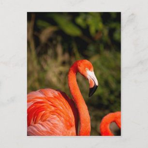Carte Postale Flamant rose