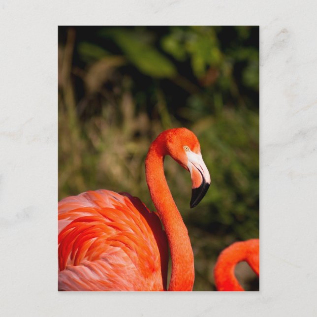 Carte Postale Flamant rose (Devant)
