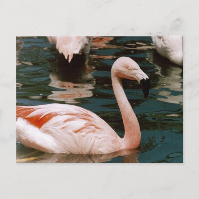 Carte Postale Flamant rose (Devant)