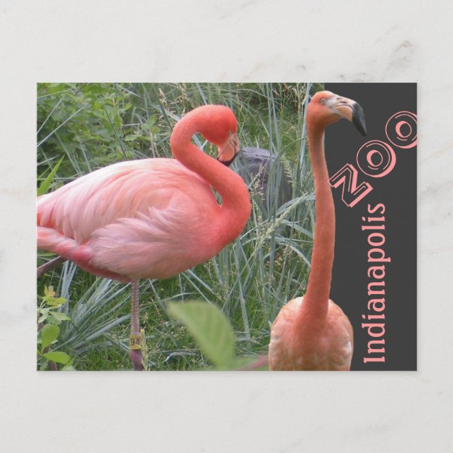Carte Postale Flamant rose (Devant)