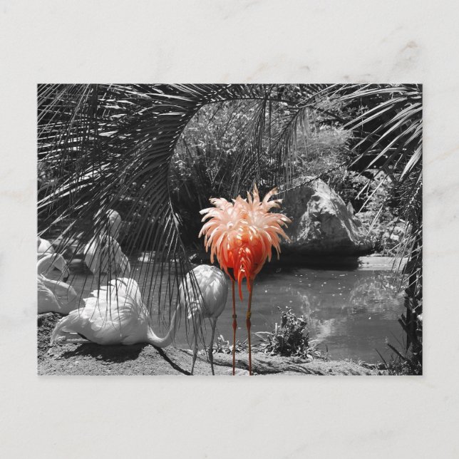 Carte Postale Flamant rose (Devant)