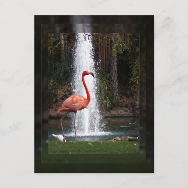 Carte Postale Flamant rose (Devant)