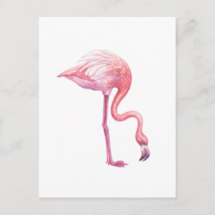 Carte Postale Flamant rose