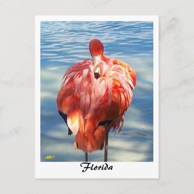 Carte Postale Flamant rose (Devant)