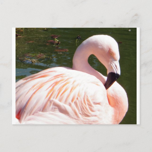 Carte Postale Flamant rose (Devant)