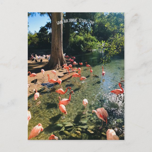 CARTE POSTALE FLAMANT ROSE (Devant)