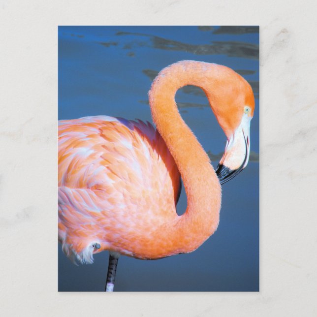 Carte Postale Flamant rose (Devant)