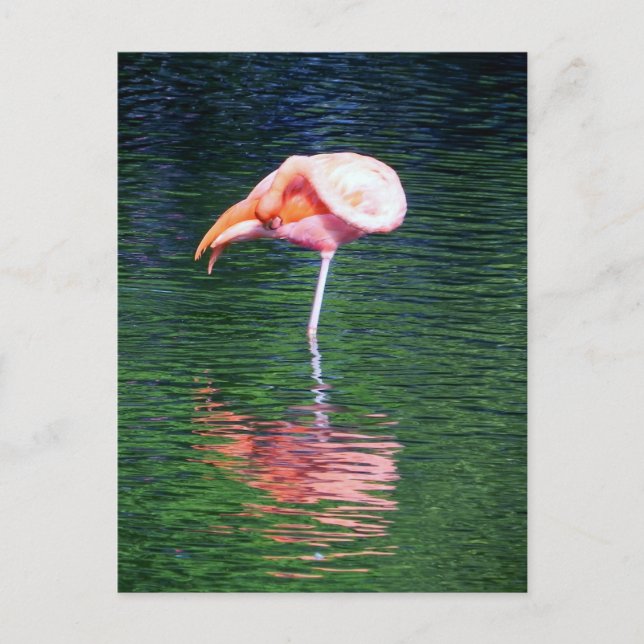 Carte Postale Flamant rose (Devant)