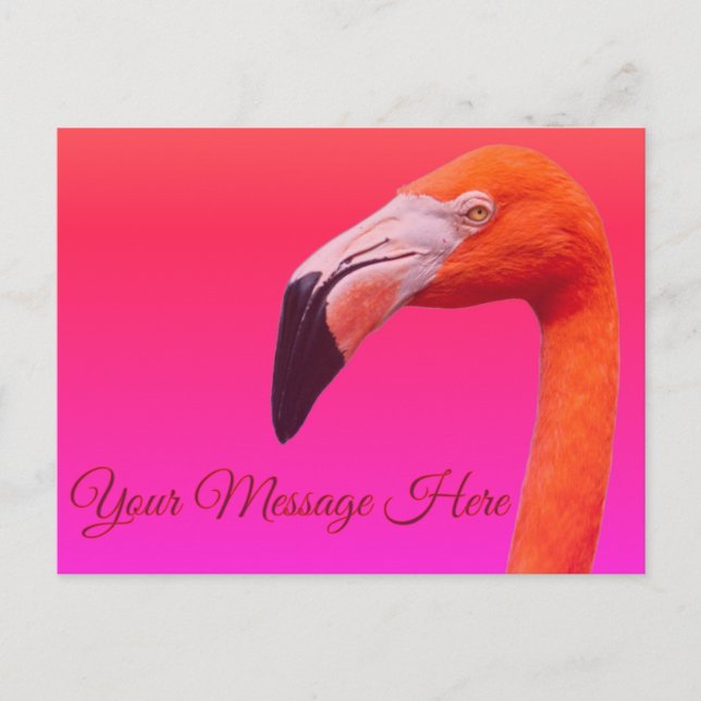 Carte postale flamant rose  (Devant)