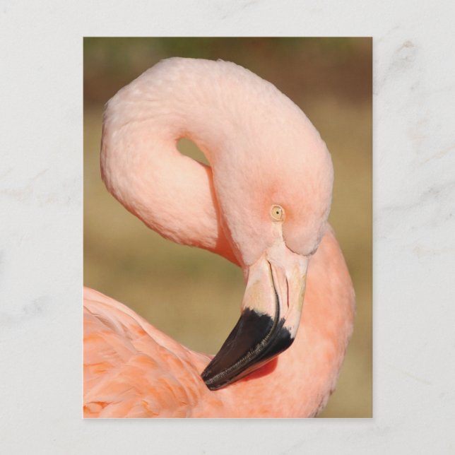 Carte postale Flamant rose (Devant)