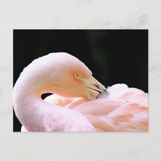 Carte postale Flamant rose (Devant)